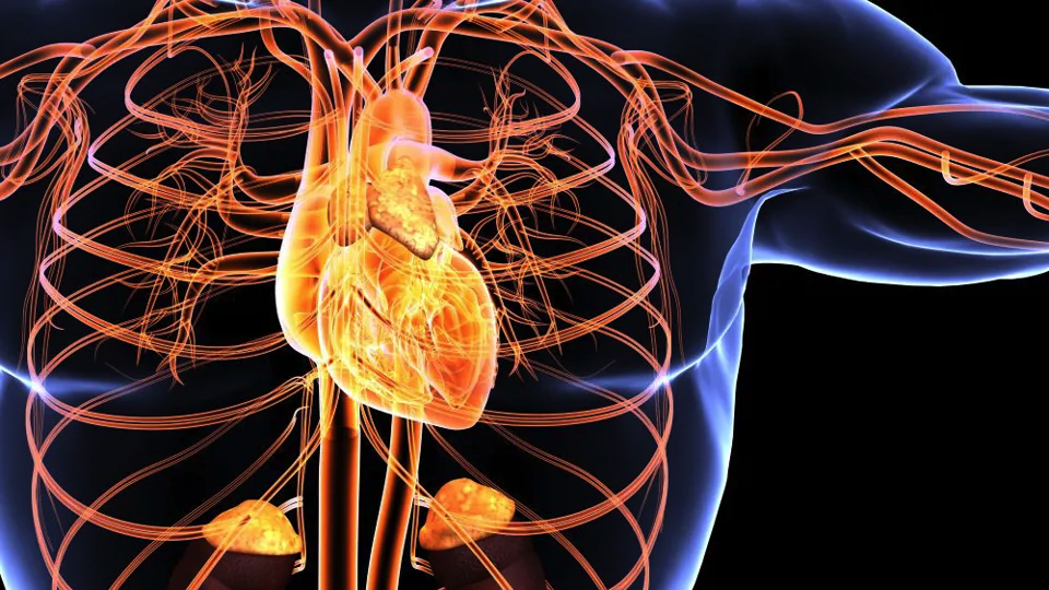 Cardiological-schematic
